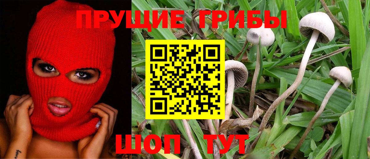 Галлюциногенные грибы Cubensis Воркута